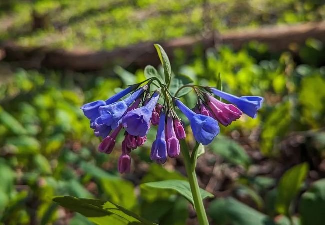 Virginia Bluebells : A Spring Beauty in American Woodlands