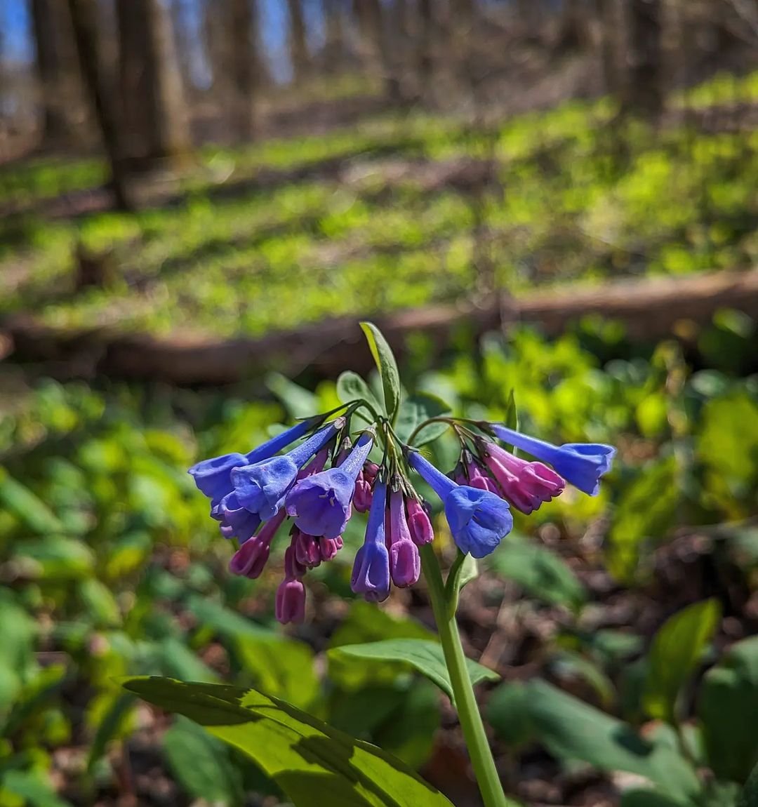 Virginia Bluebells, a blue and purple flower blooming in the woods.