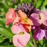 Wallflowers : Vibrant Charmers of Spring Gardens