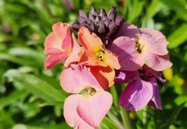 Wallflowers : Vibrant Charmers of Spring Gardens