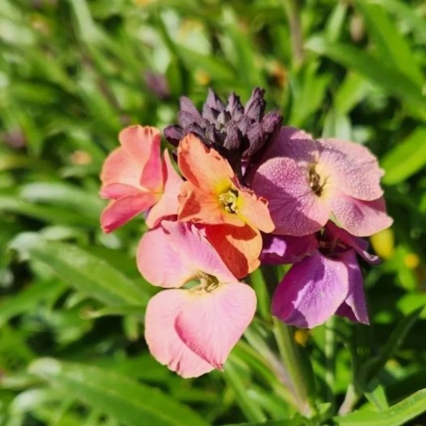 A close up of a purple and pink Wallflowers flower.