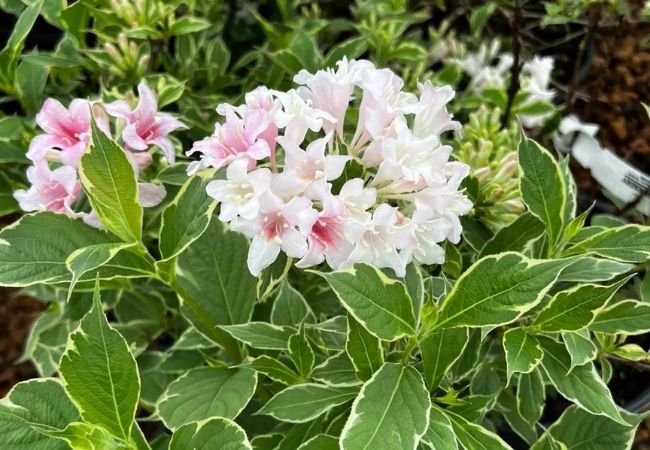 Weigela: A Colorful Delight for Your Garden