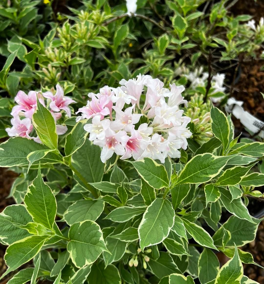 Pink and white Weigela plant blooming in the garden.