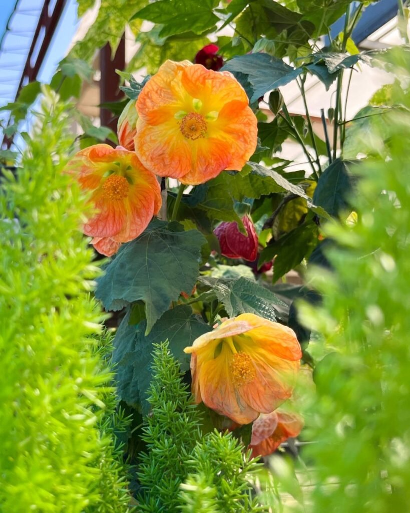 Abutilon flowers, orange in color, growing in a greenhouse with lush green plants.