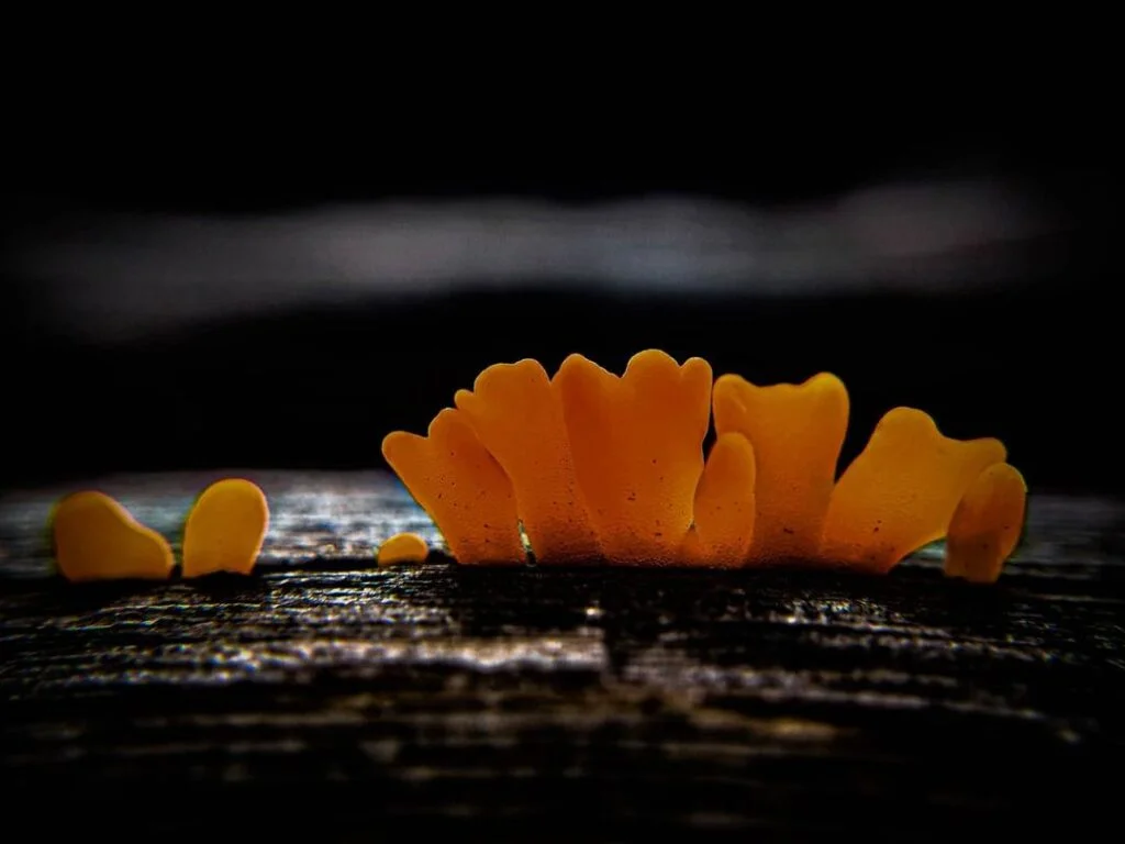 Close-up image of orange mold growing on a surface