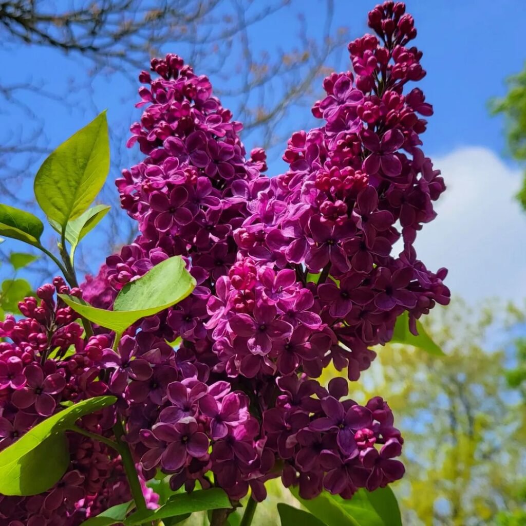 A close up of a purple lilacs flower in bloom.