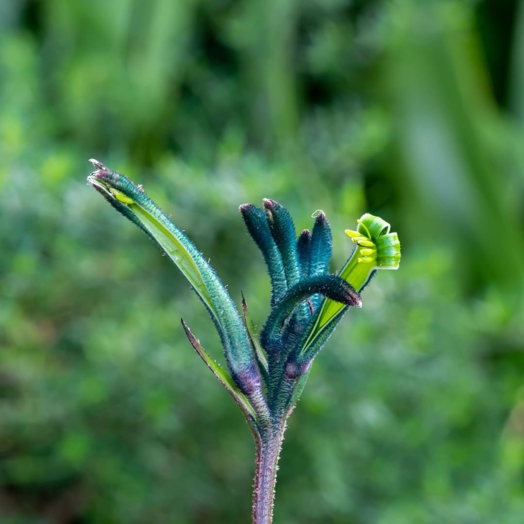 Anigozanthos (Kangaroo Paw) : Growing the Exotic Australian Bloom