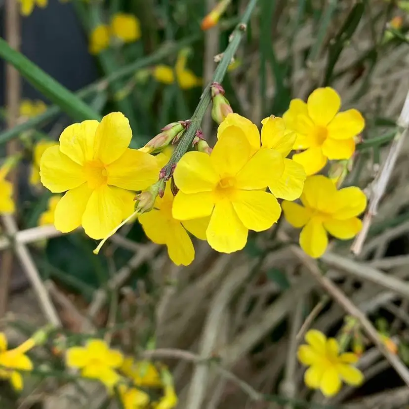 Bright yellow Winter Jasmine flowers blooming in a garden.