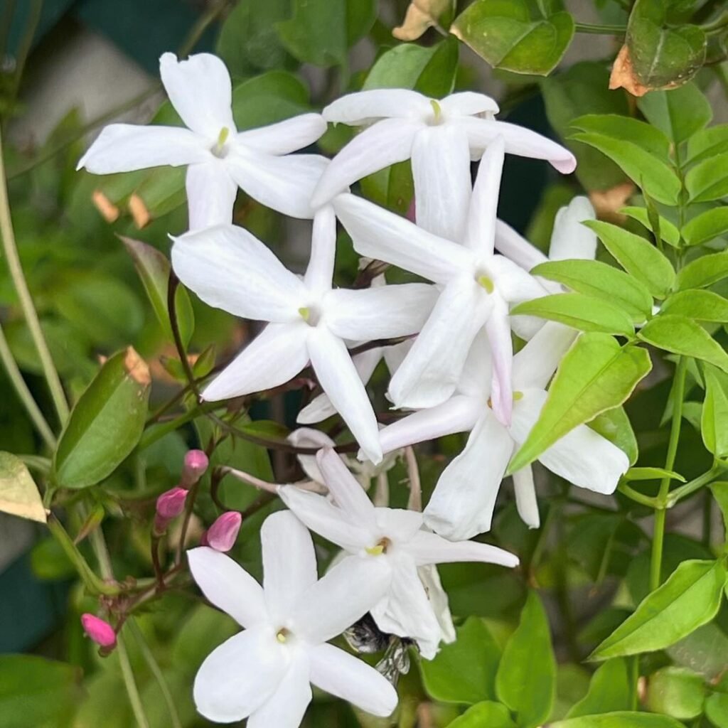 White Winter Star Jasmine flowers with delicate pink petals in full bloom.