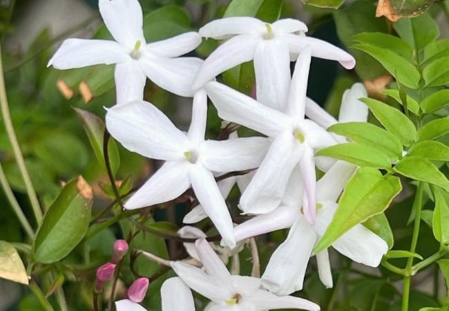 Winter Star Jasmine: A Cold-Season Beauty