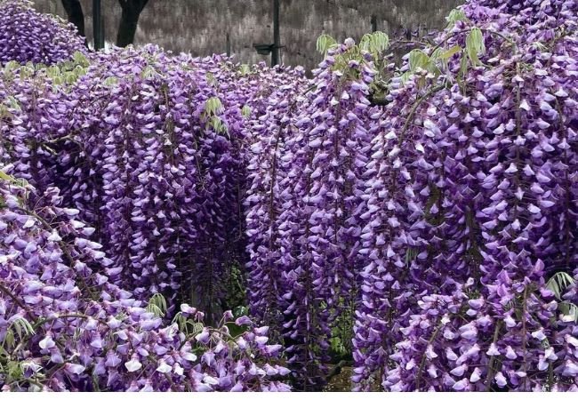 Wisteria : The Enchanting Cascading Beauty