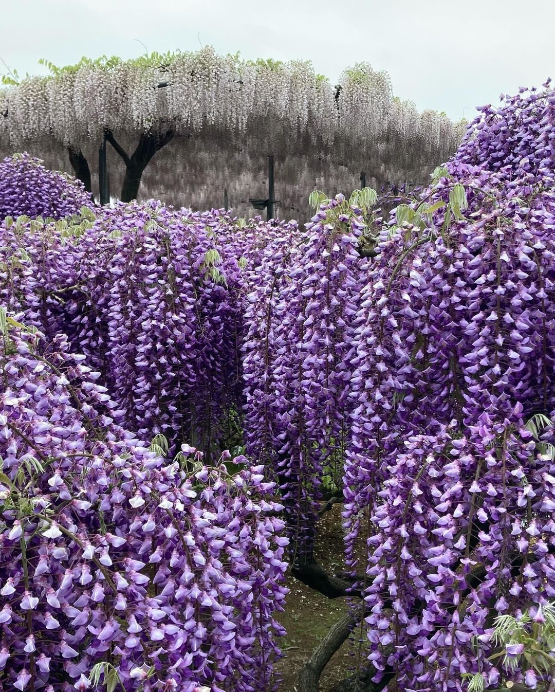 A vibrant garden filled with a large group of purple Wisteria flowers.