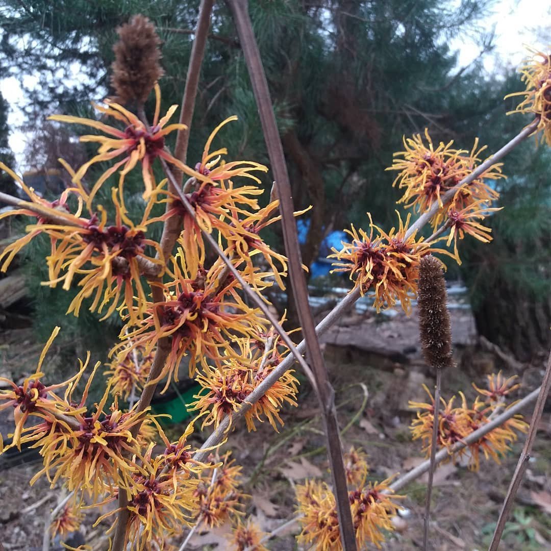 Image of Witch Hazel plant with yellow flowers and brown stems.