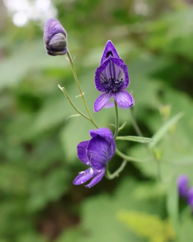 Wolfsbane (Aconite): Fierce Protection