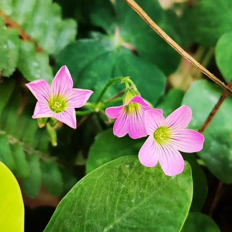 Two pink Wood Sorrels Flowers blooming amidst lush green leaves.