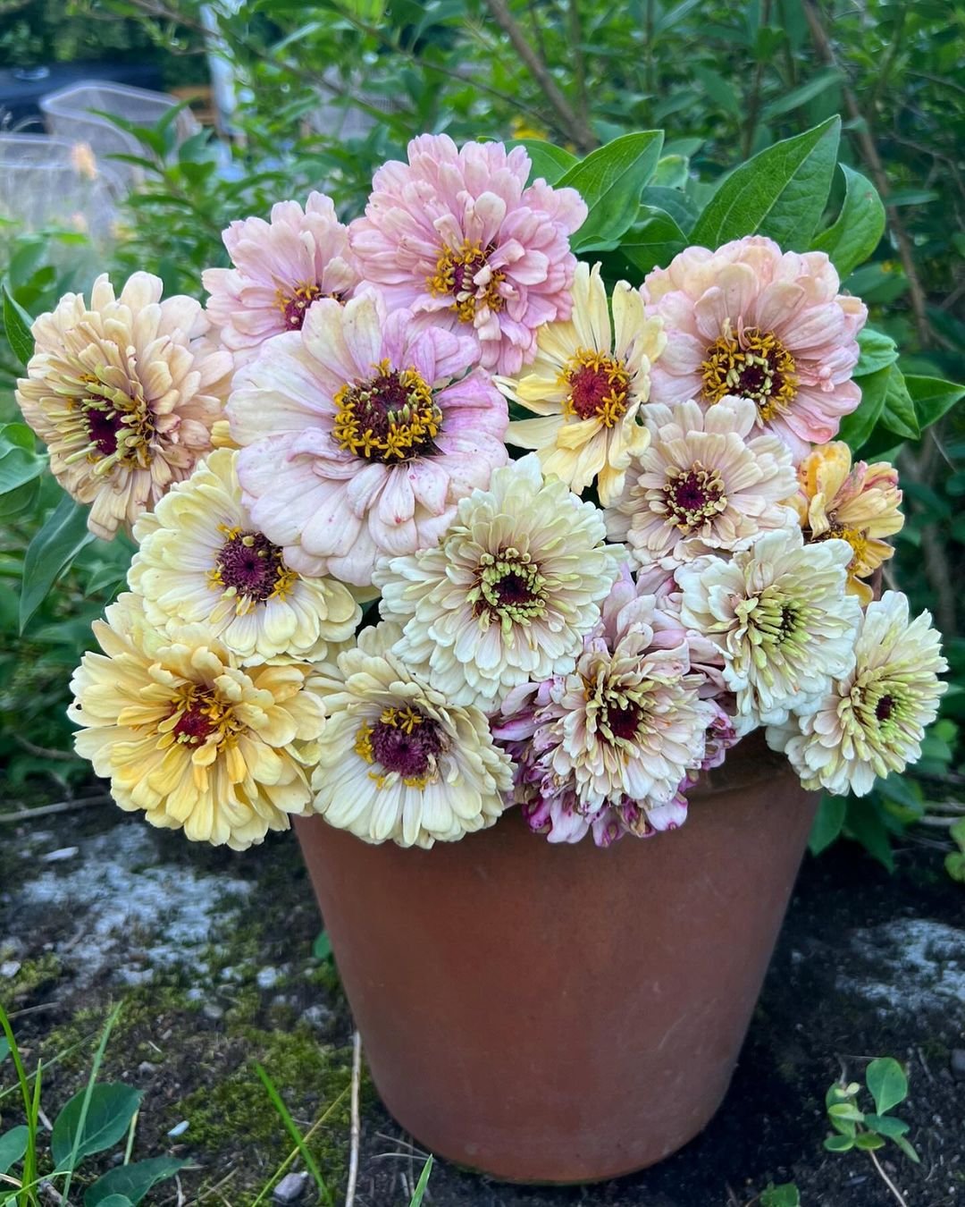 A brown pot with various colored Zinnia flowers.