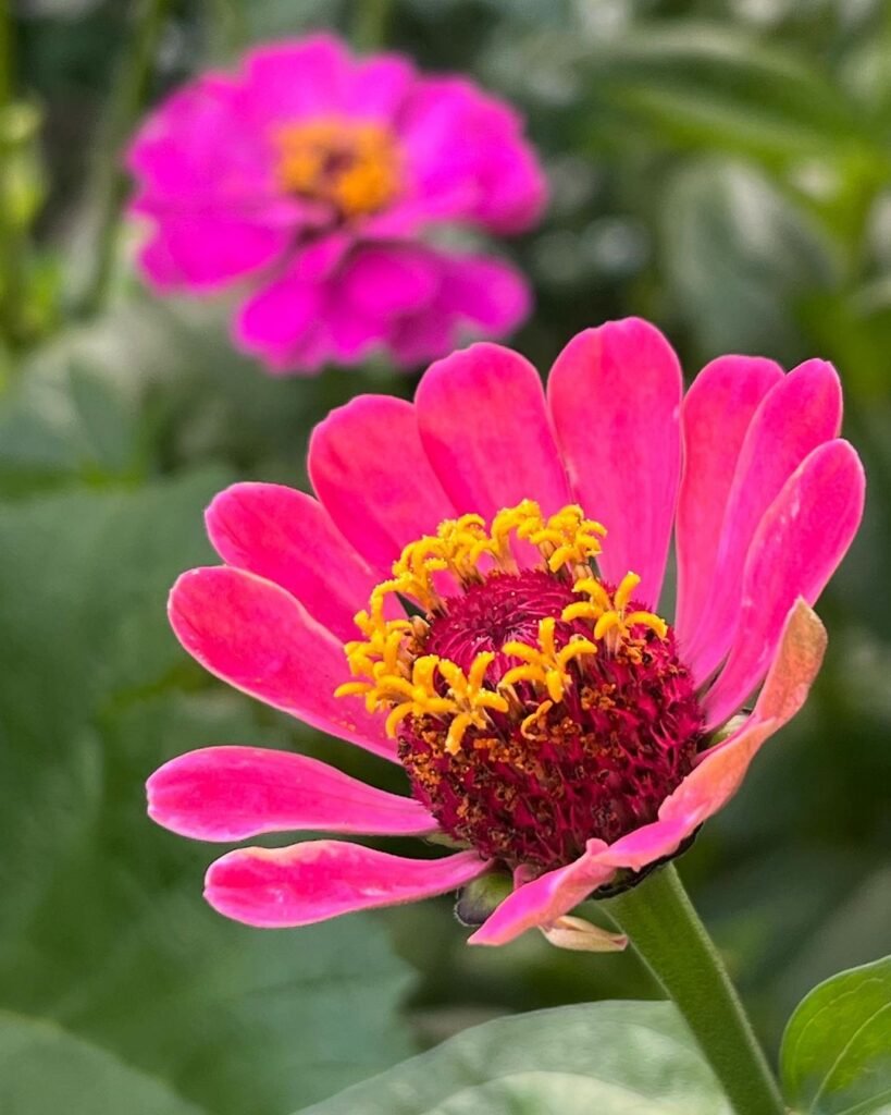 A pink Zinnias flower with a yellow center in a garden.