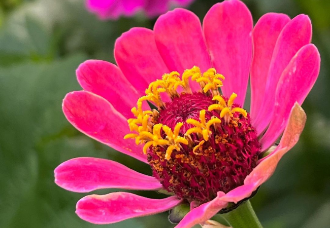 Zinnias : Colorful Stars of the Summer Garden