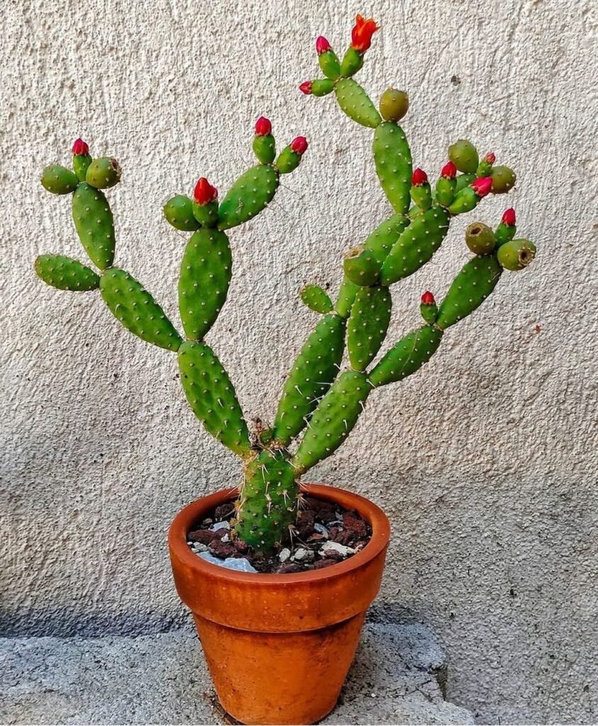 a cactus in a pot.cactus roots