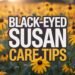 Black-Eyed Susans: Easy Care & Growing Tips 3 Black-Eyed Susans: Easy Care & Growing Tips