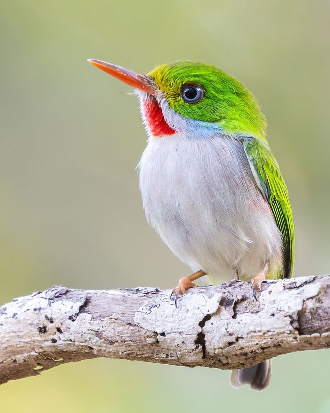  A colorful bird perched on a branch, featuring vibrant green and red feathers. Elegant Bird Illustration.