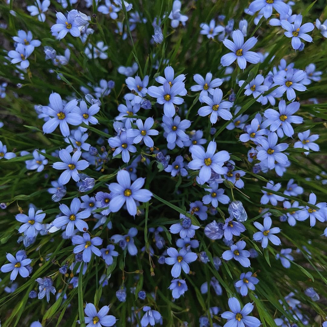 A large rock with purple flowers in the middle, surrounded by blue-eyed grass.