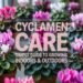 Cyclamen Care: Simple Guide to Grow Indoors or Out 3 Cyclamen Care