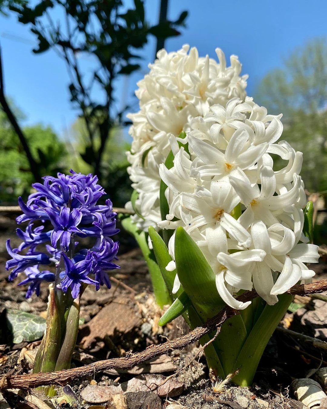 Hyacinths: Sweet-Smelling Beauties