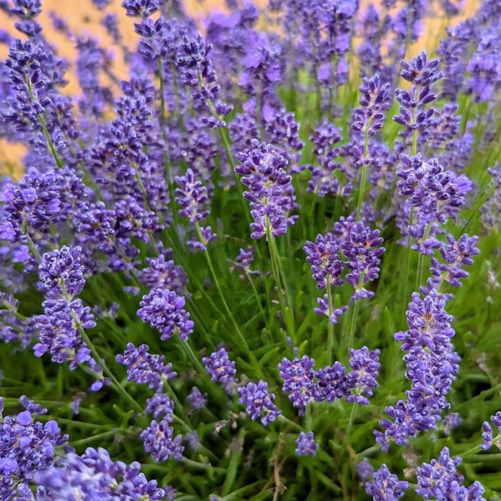 Detailed view of lavender flowers in a field.