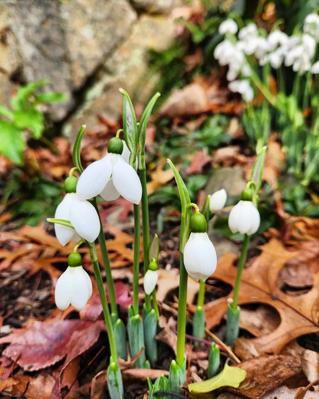 A cluster of snowdrop flowers blooming in the soil.