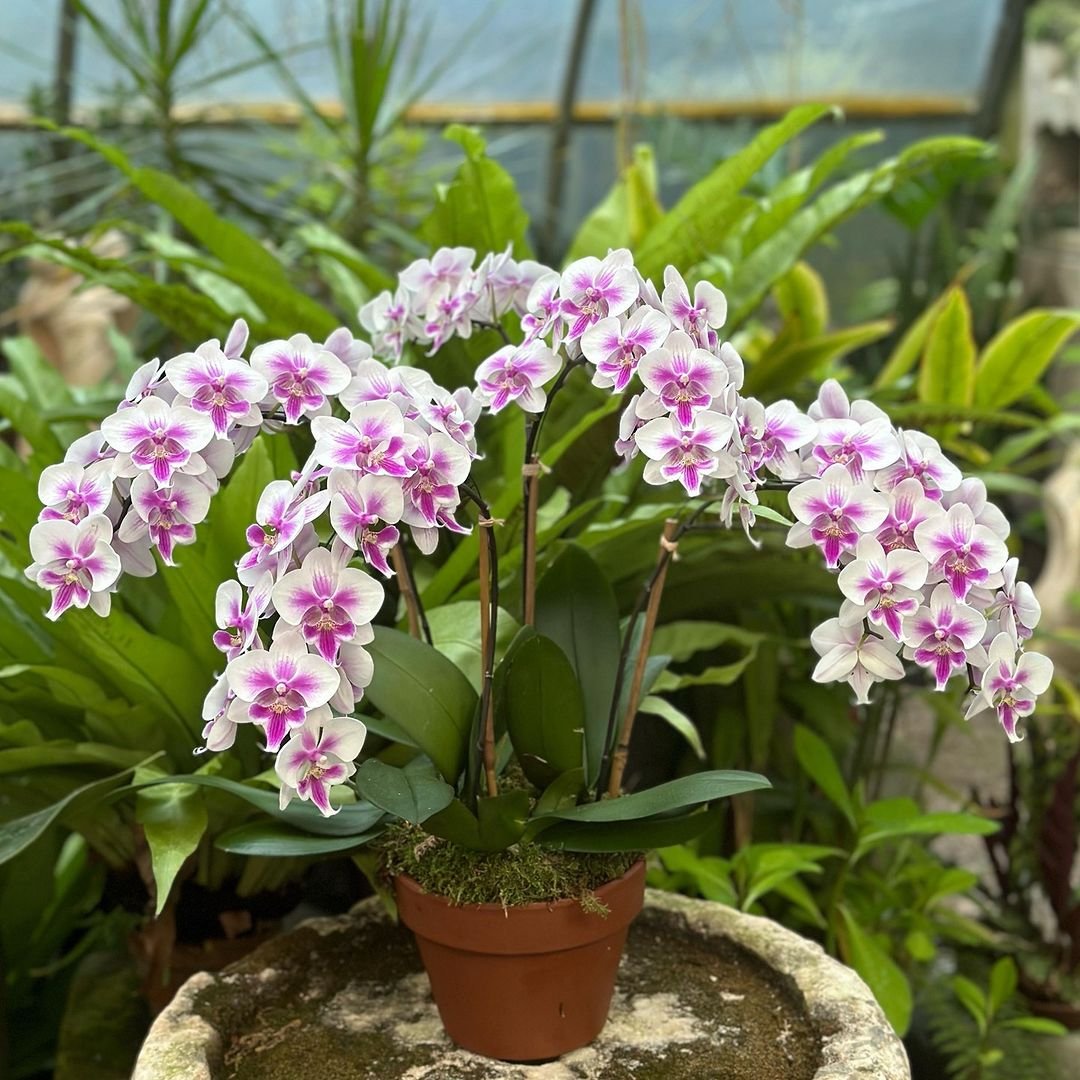 Orchid plant in pot on stone table, vibrant purple blooms, green leaves, elegant and delicate.