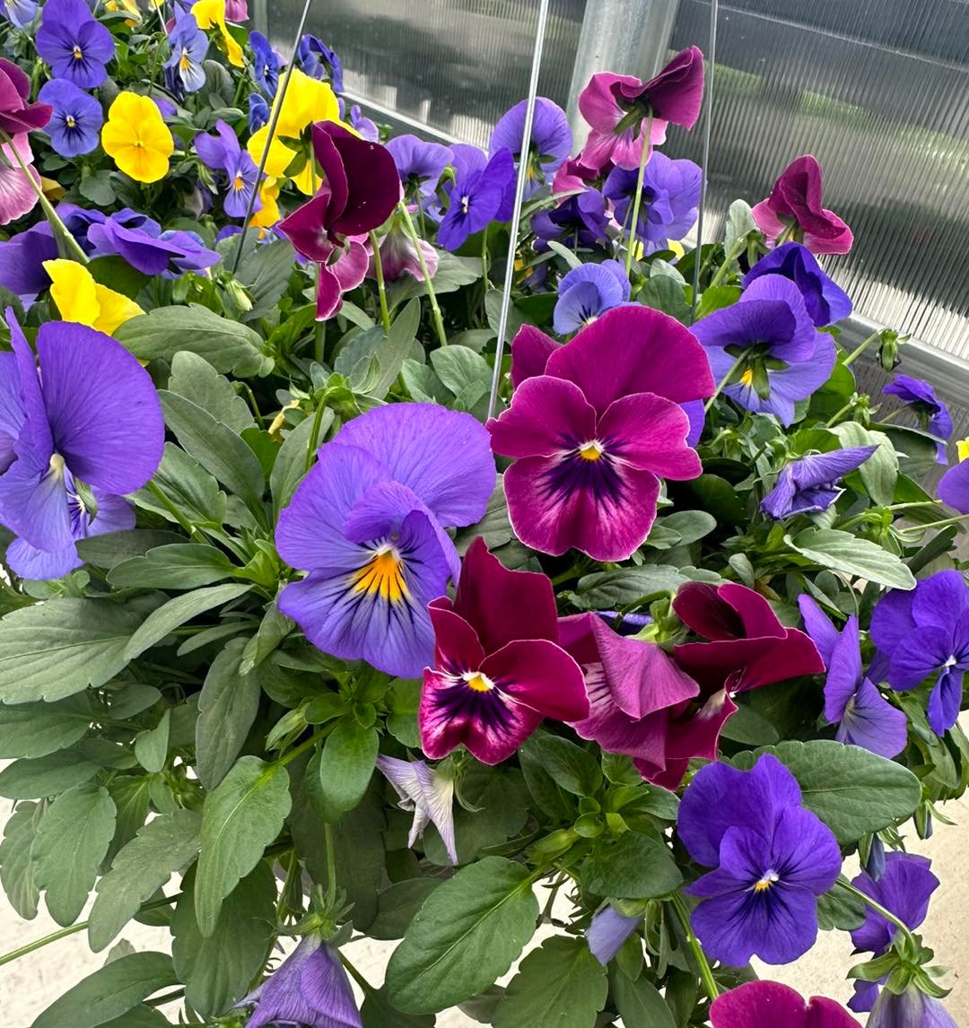 Pansies: Cheerful Faces