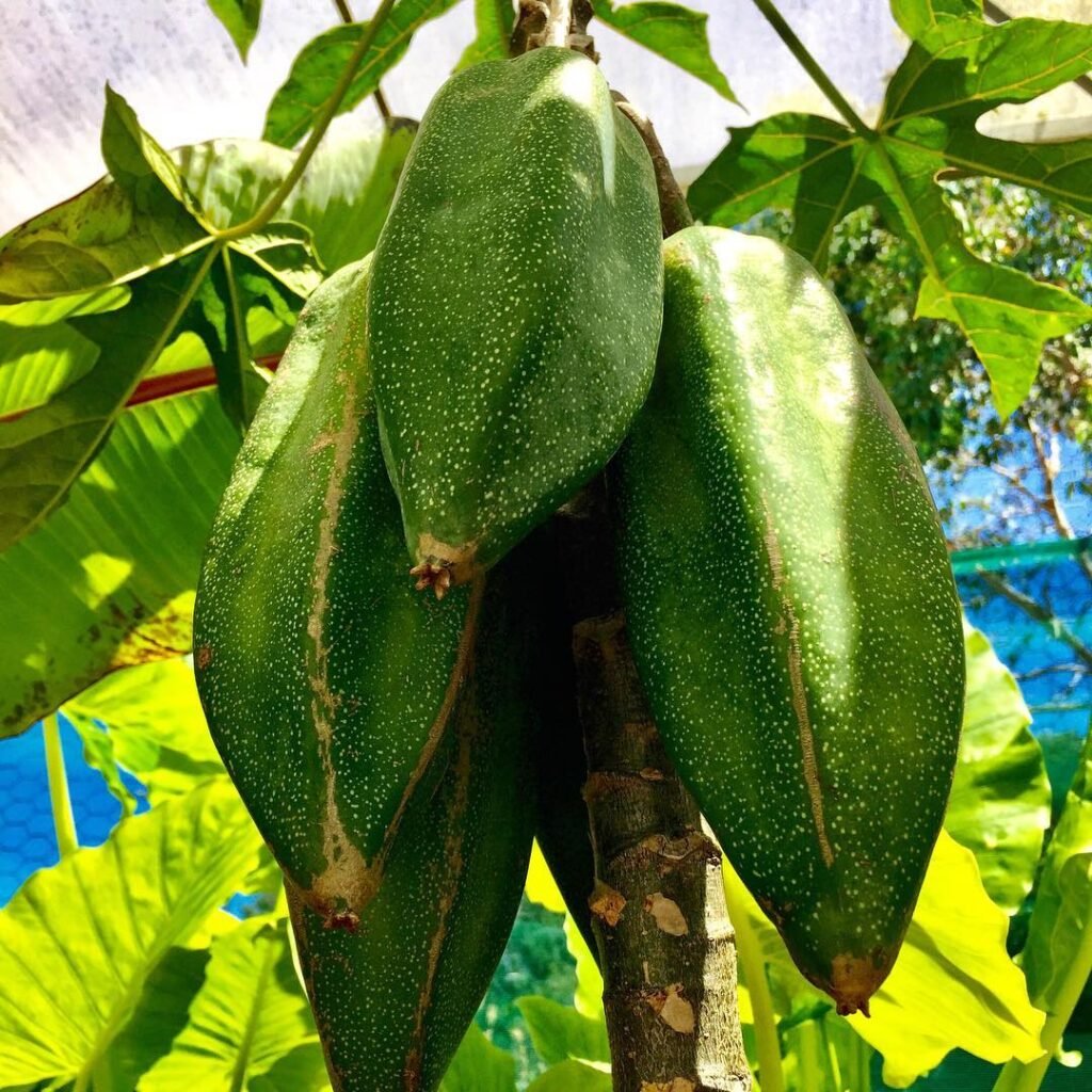 Babaco is a tropical fruit with a yellow-orange skin and a sweet, tangy flavor, often described as a cross between a papaya and a pineapple.