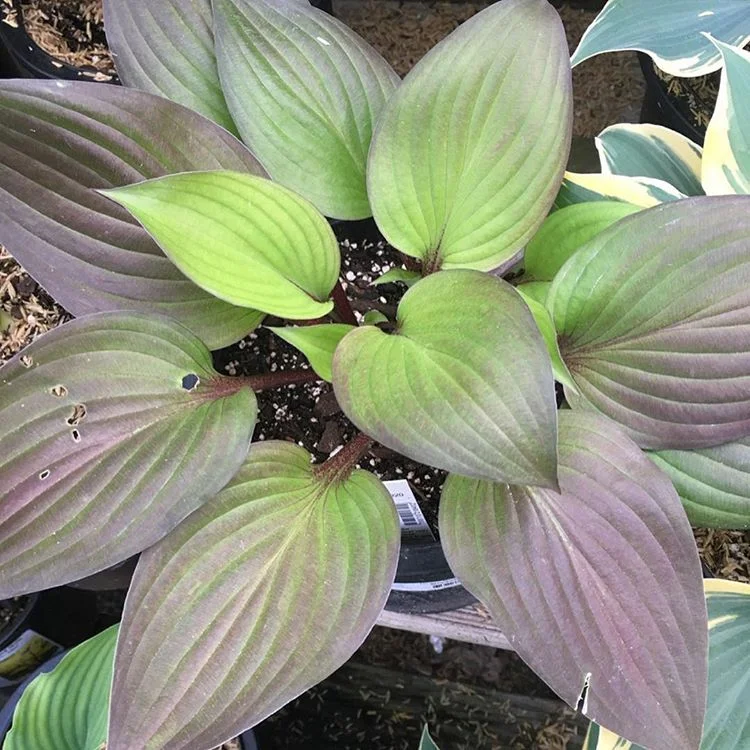 Hosta 'First Blush'