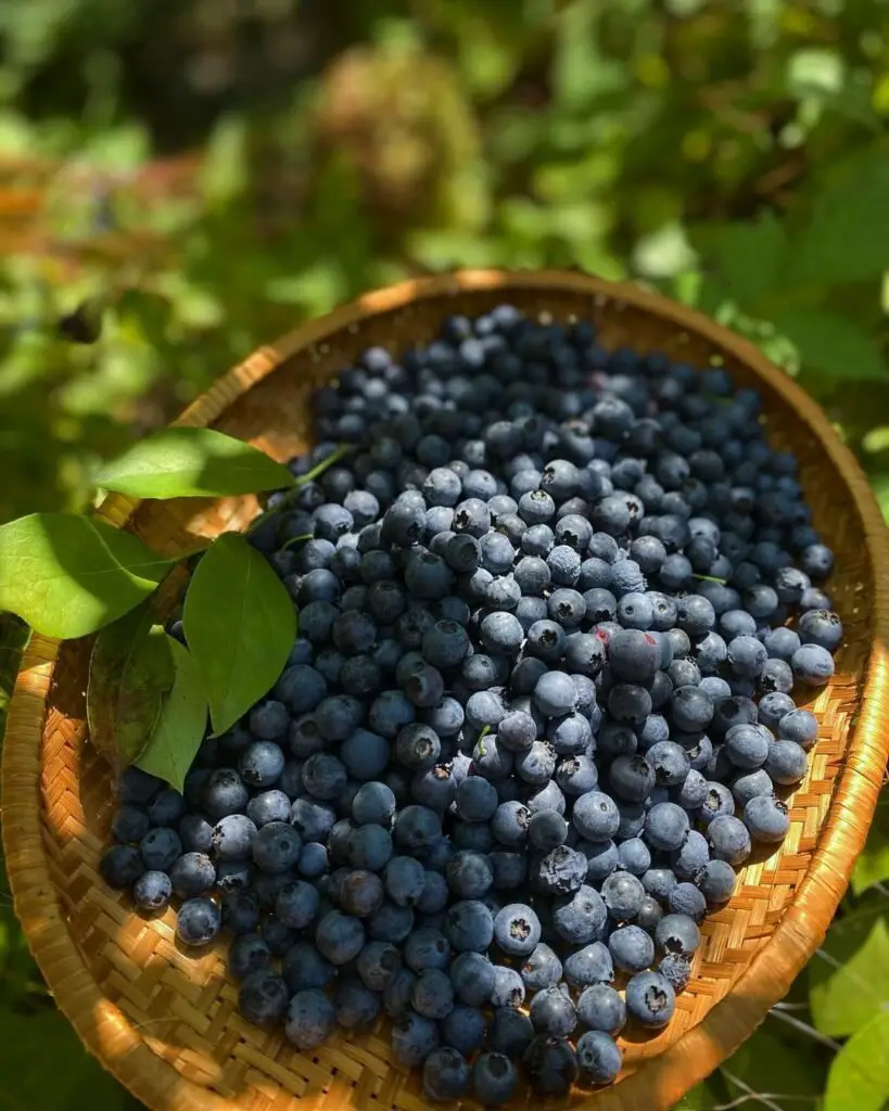 A blueberry is a small, round fruit with a deep blue to purple skin and a sweet, tangy flavor.