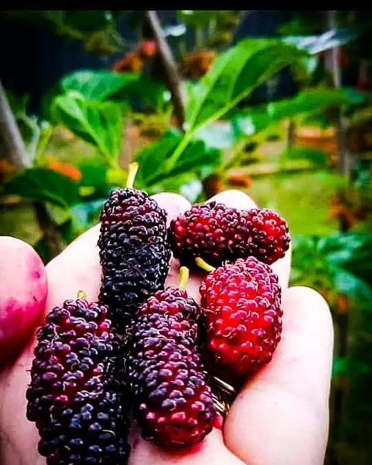 A boysenberry is a large, reddish-purple fruit with a sweet-tart flavor, a cross between a blackberry, raspberry, and loganberry.