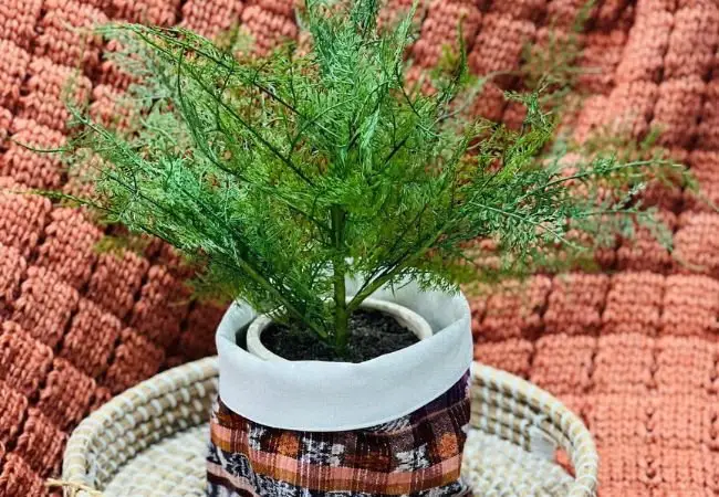 A small 5-inch willow plant in a basket, resting on a textured woven blanket, showcasing natural beauty and simplicity.