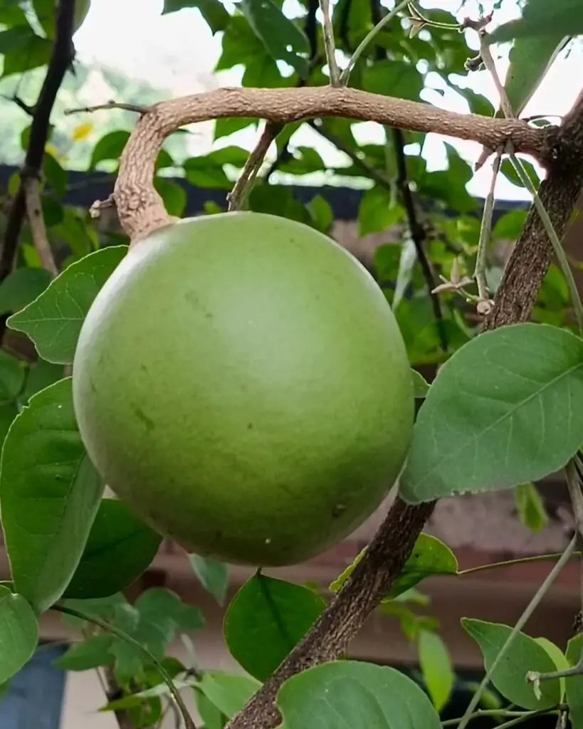 Bael fruit is a round, yellowish-brown fruit with a hard rind and aromatic, sweet-tart pulp filled with seeds, often used in traditional medicine and culinary dishes.