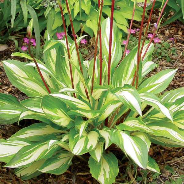 3. Hosta 'Cherry Berry'