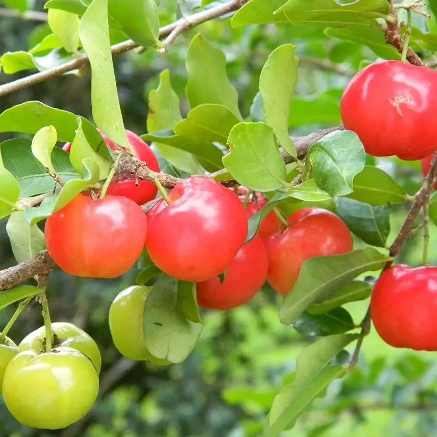 A Barbados cherry, also known as acerola, is a small, bright red fruit with a tart, tangy flavor and exceptionally high vitamin C content.