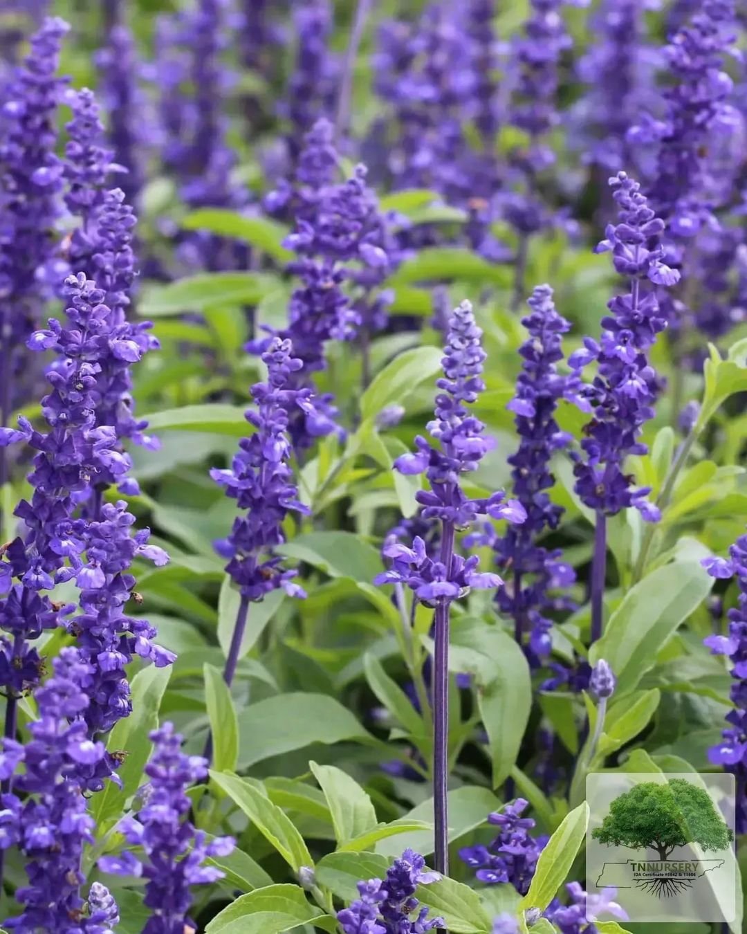 A dense arrangement of purple Ajuga flowers complemented by rich green foliage, showcasing nature's beauty in full bloom.
