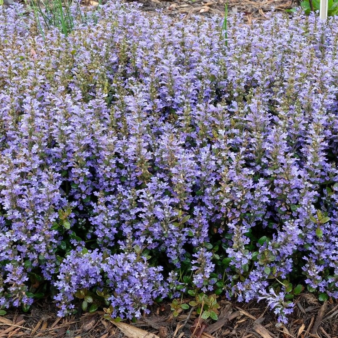 A vibrant Ajuga plant featuring striking purple flowers blooming in the soil, showcasing its natural beauty.