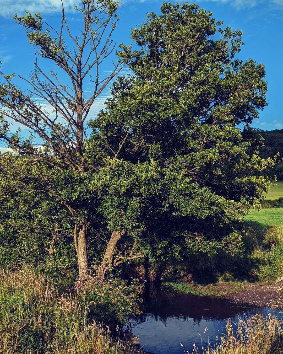 A small stream flows through a field, accompanied by an Alder tree, creating a serene natural landscape.