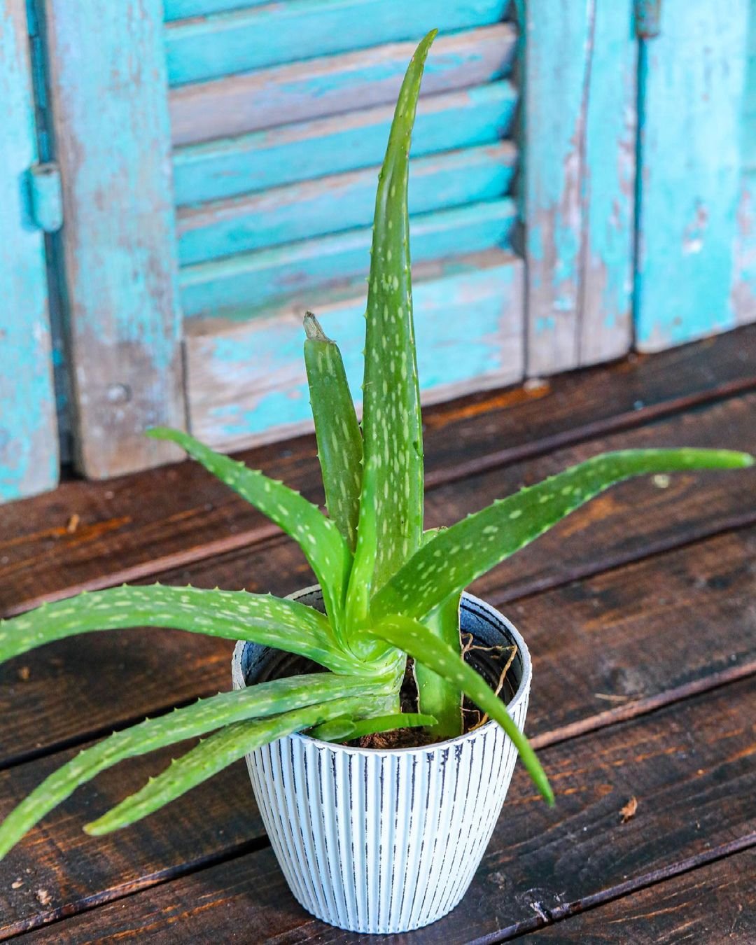 Aloe vera plant in a white pot, positioned on a wooden floor, showcasing its vibrant green leaves and natural beaut