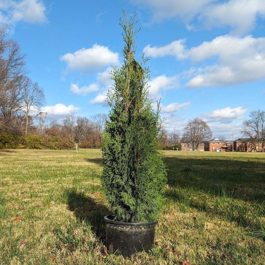 Arborvitae sapling in black pot on grass.