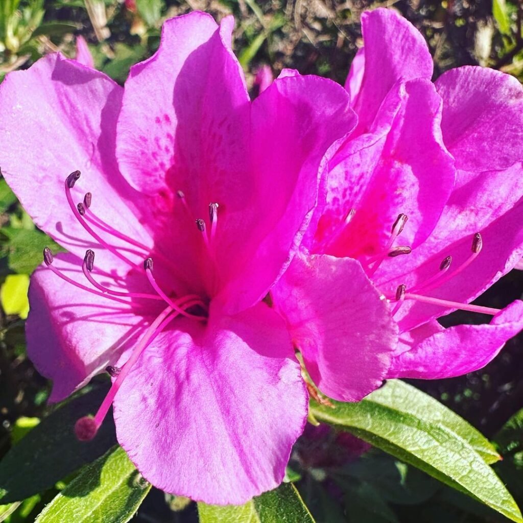 Azaleas are vibrant, flowering shrubs with dense clusters of colorful blooms that create a stunning display in gardens, especially in spring.