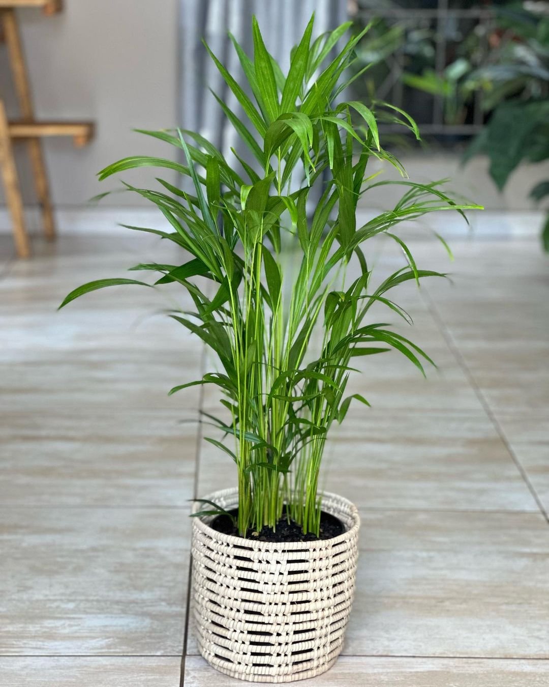 A Bamboo Palm in a decorative pot placed on a tiled floor, showcasing its lush green leaves and vibrant presence.
