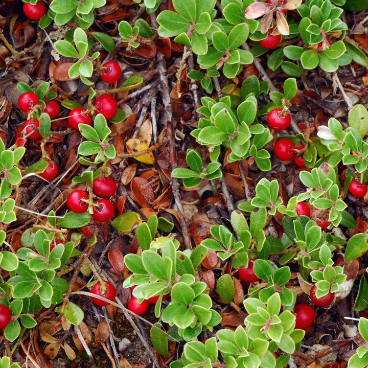 A bush adorned with vibrant red berries, showcasing the beauty of bearberry in a natural setting.
