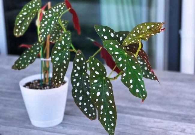 Begonia Mallacoota : Growing and Caring for This Rare Beauty