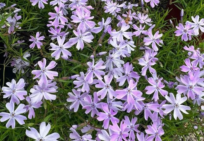 Best Ground Cover Plants : Enhance Your Garden with Low-Maintenance Options